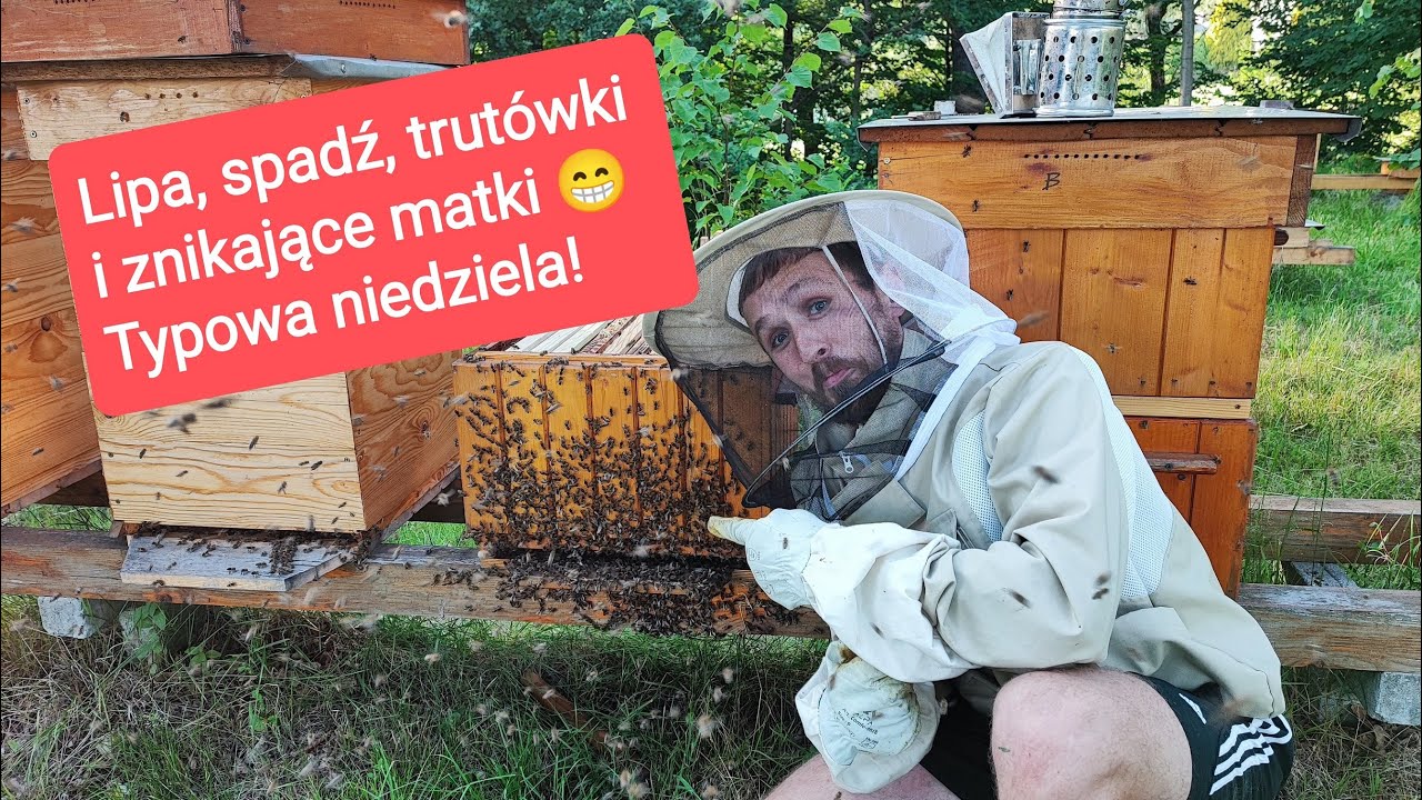 Lipa, spadź, trutówki, znikające matki. Typowa niedziela z pszczołami ;)