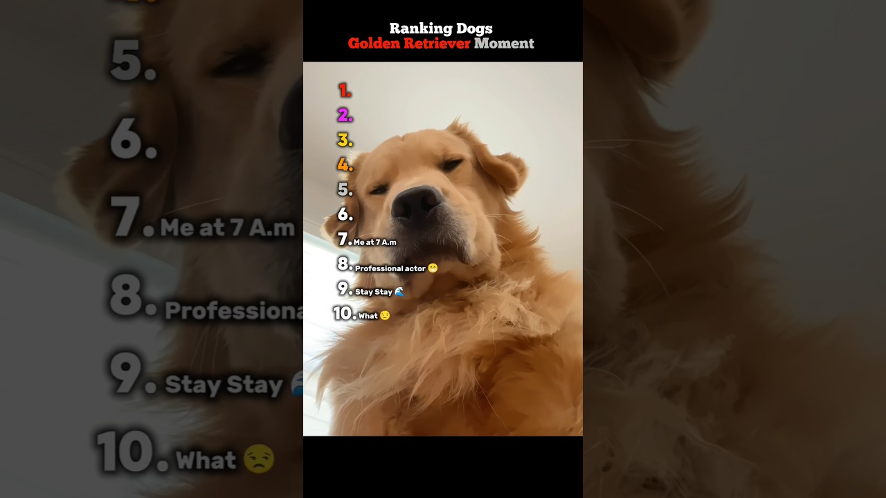 Ranking the Golden Retriever Moments