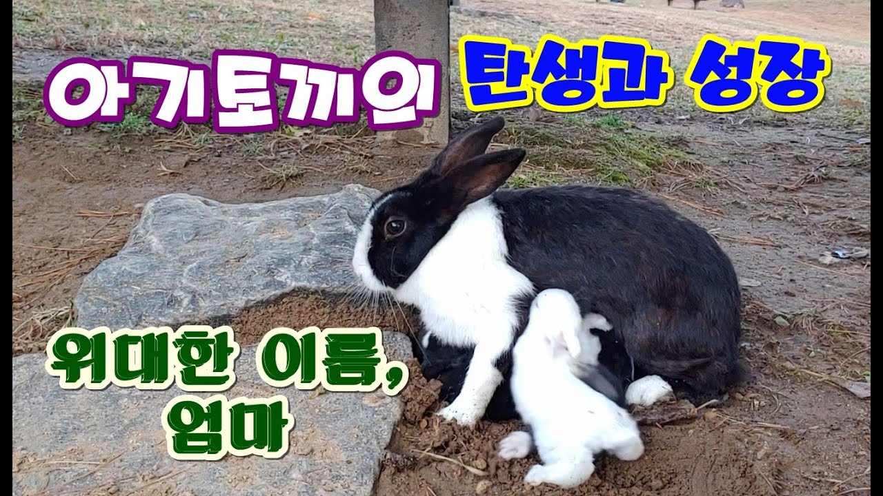 [감동]야생 토끼의 출산과 육아(Birth and Growth of Baby Rabbits in the Wild) #(English subtitle)