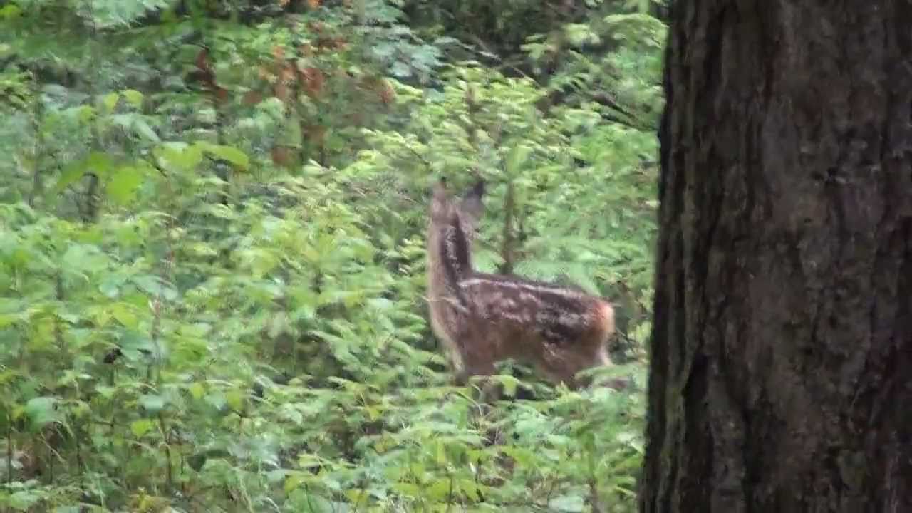 Rehwild Rehkitz ruft nach Ricke  Mai 2011