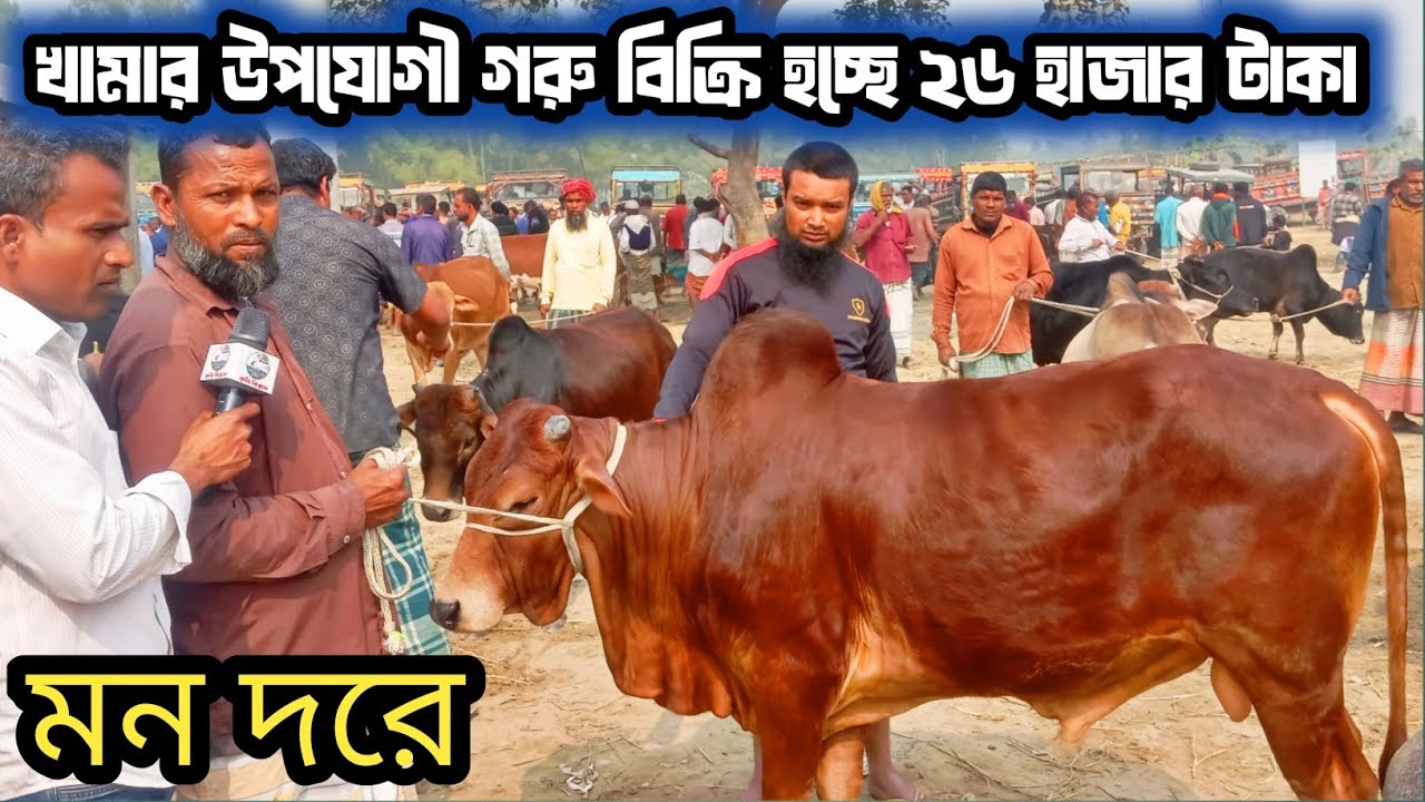 @২৬/১/২৬/ রংপুর জেলার বদরগঞ্জ হাটে| শাহিওয়াল গরু কেমন দামে বেচাকেনা হচ্ছে দেখুন! 