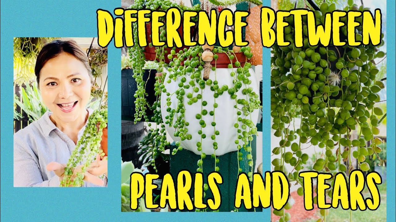 Differences between String of Teardrops (Senecio Herreanus) & String of Pearls (Senecio Rowleyanus