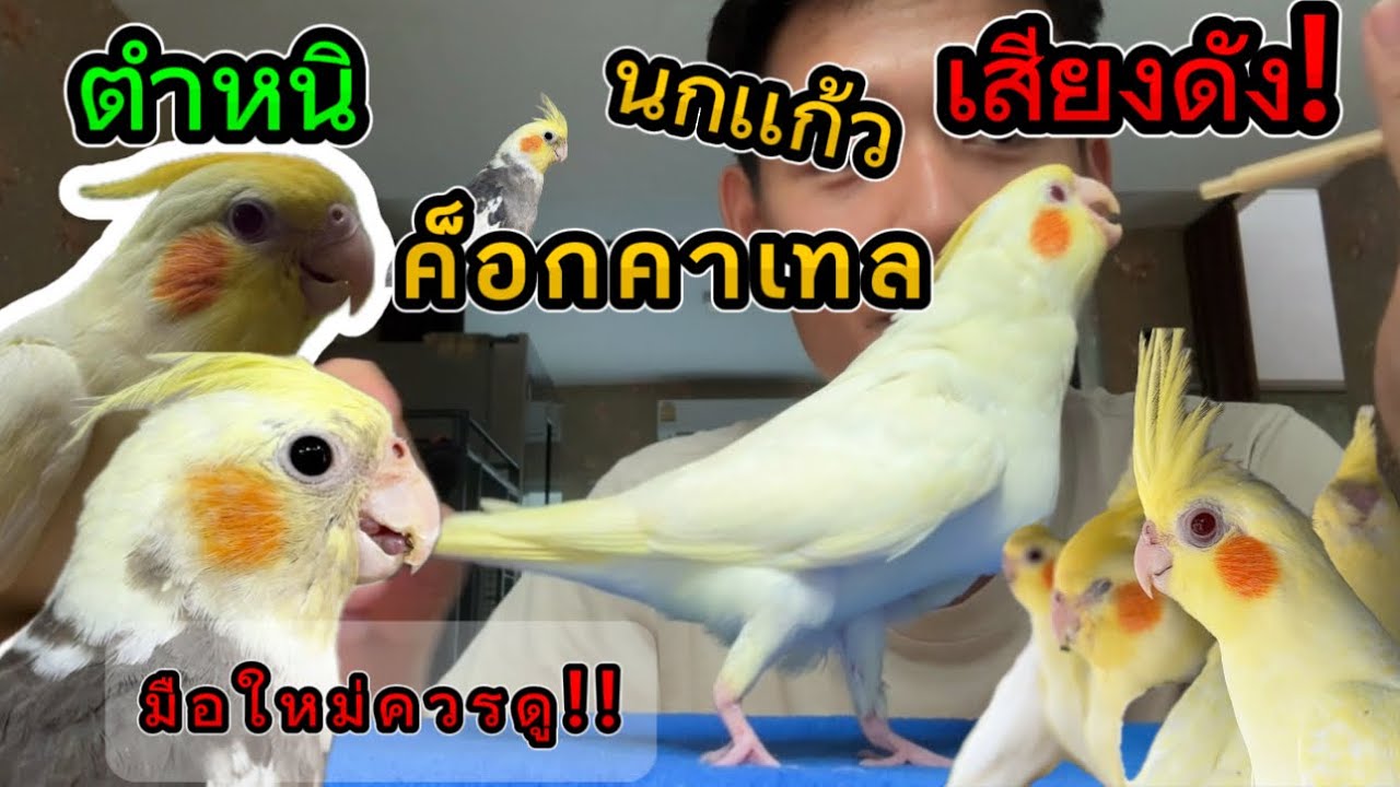 อัพเดทนกเเก้วค็อกคาเทล ร้องเสียงดังมาก!!