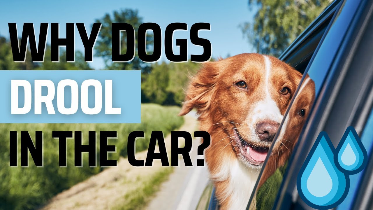 Why do dogs drool in the car?! 💧 🐶