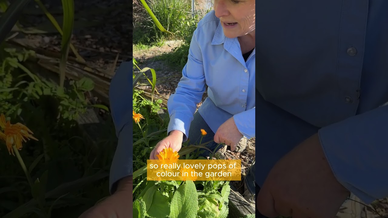 How to grow calendula  #gardening #garden #gardeningaustralia #gentlegardeners #greenthumb