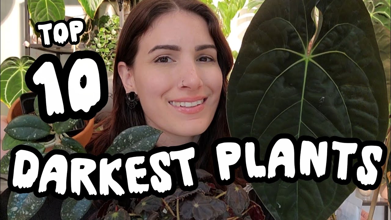 TOP 10 DARKEST PLANTS! 🖤 Anthurium, Hoya, Begonia & More!!