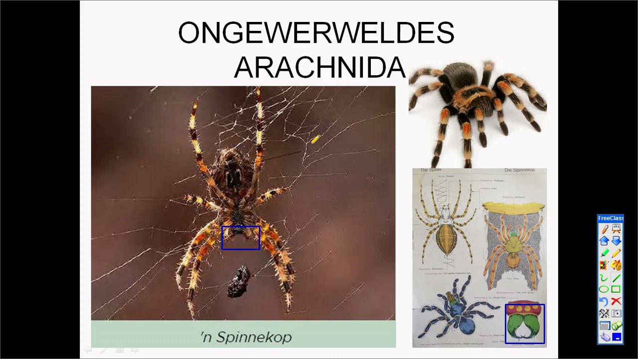 Graad 7 NW Kwartaal 1 2021 Ongewerwelde diere