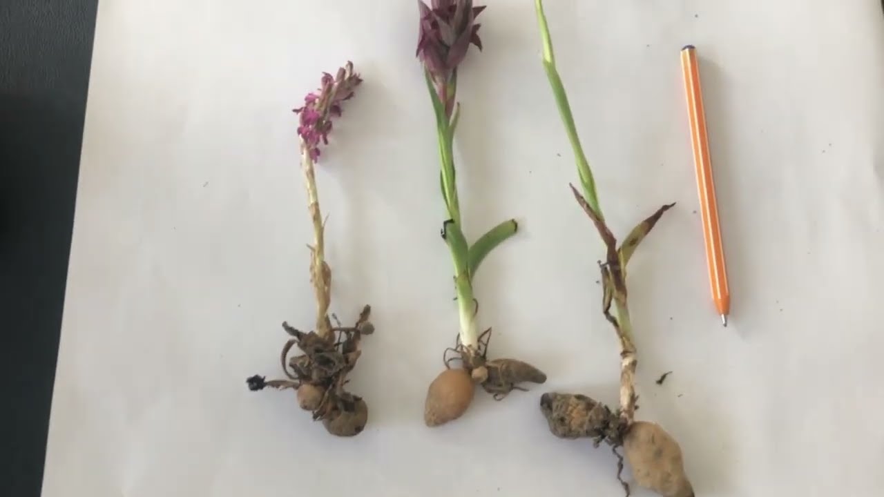 &Uuml;&ccedil; &Ouml;nemli Salep Orkidesi T&uuml;r&uuml; Serapias orchis coroiphoria anacamptis pyramidalis