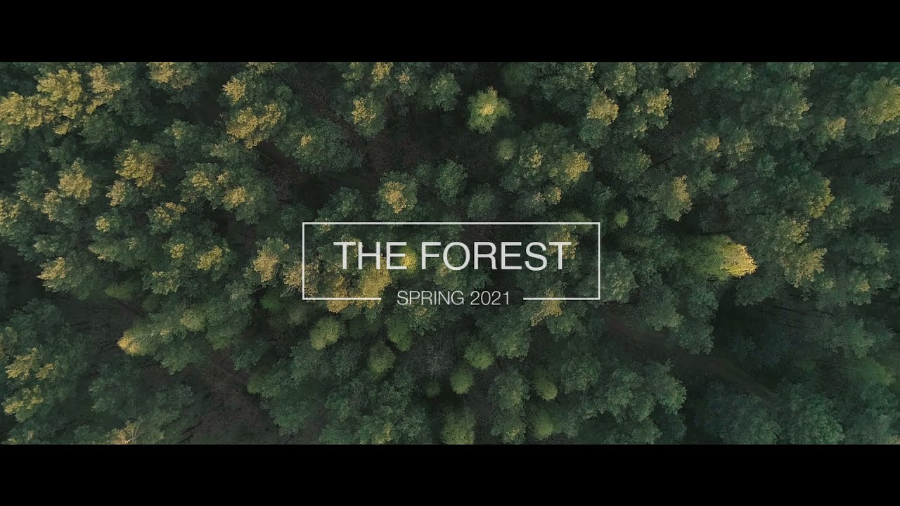 The Forest | Short Cinematic Drone Footage | Poland