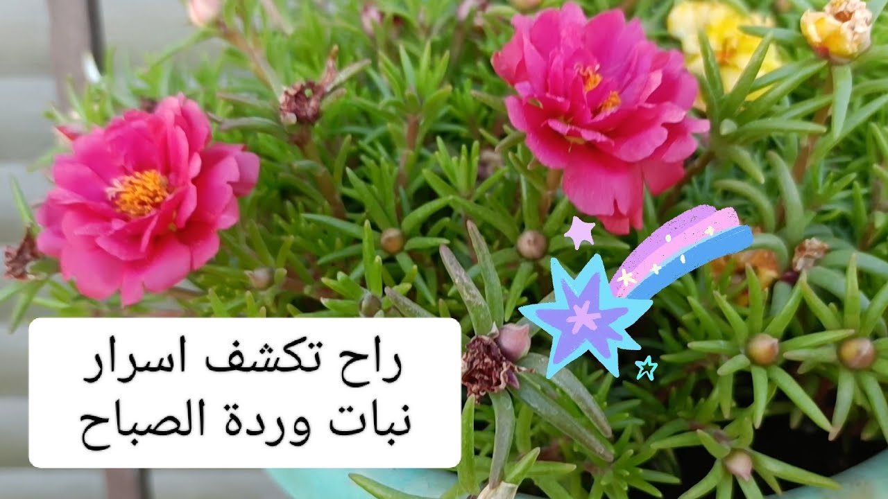كيفية العناية في النباتات وزراعة ورده الصباح 🌹