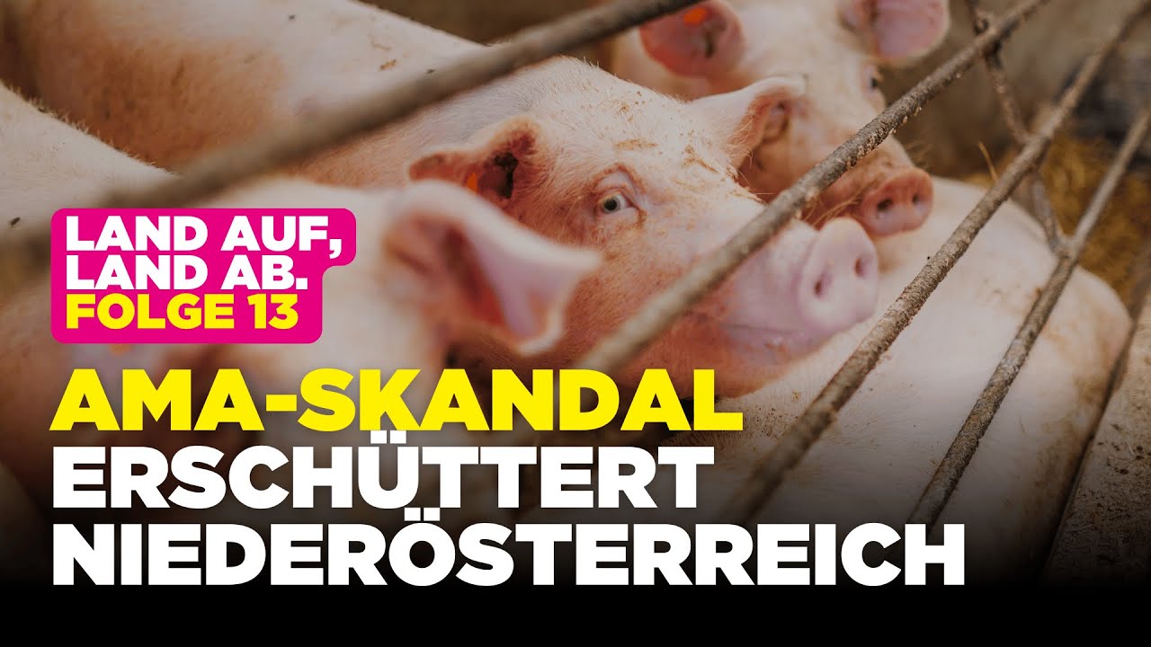 Schweine unter Druck: Die Realität österreichischer Tierhaltung | LAND AUF, LAND AB #13