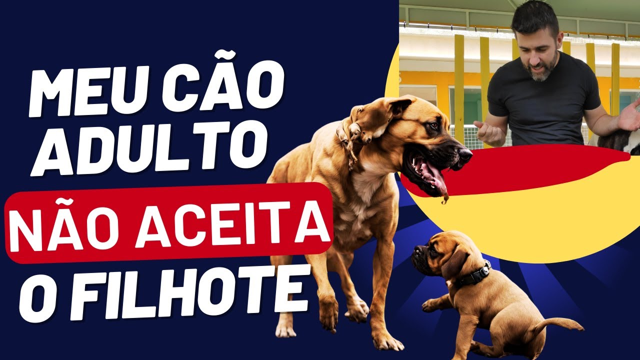 MEU CACHORRO ADULTO N&Atilde;O ACEITA O FILHOTE | Descubra como acostumar o filhote com o c&atilde;o adulto