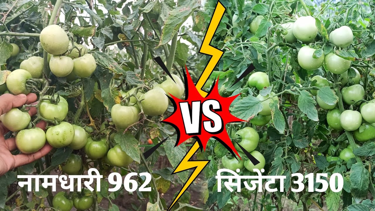 Namdhari 962 V/S syngenta 3150 kaun hai best | tomato seeds