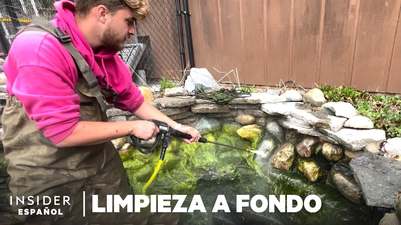 Cómo se limpia a fondo un estanque de peces koi lleno de algas | Limpieza a fondo | Insider
