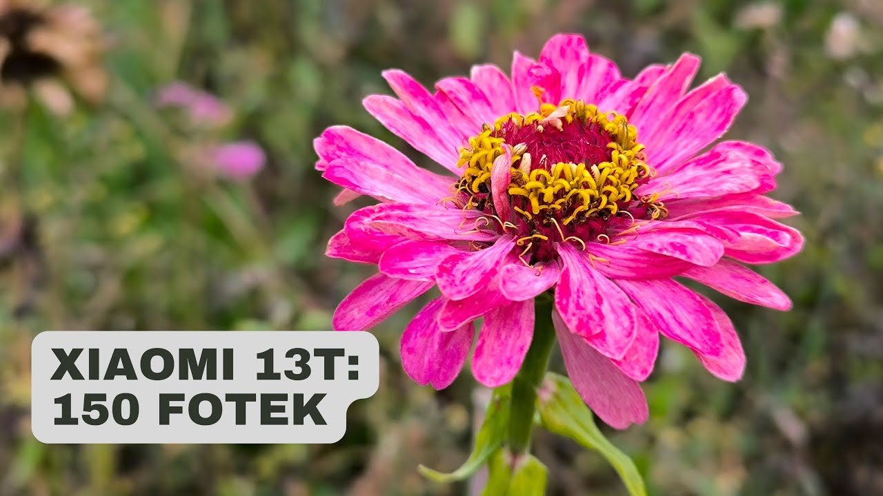 Jak fotí Xiaomi 13T? Recenze + 150 fotek z testu