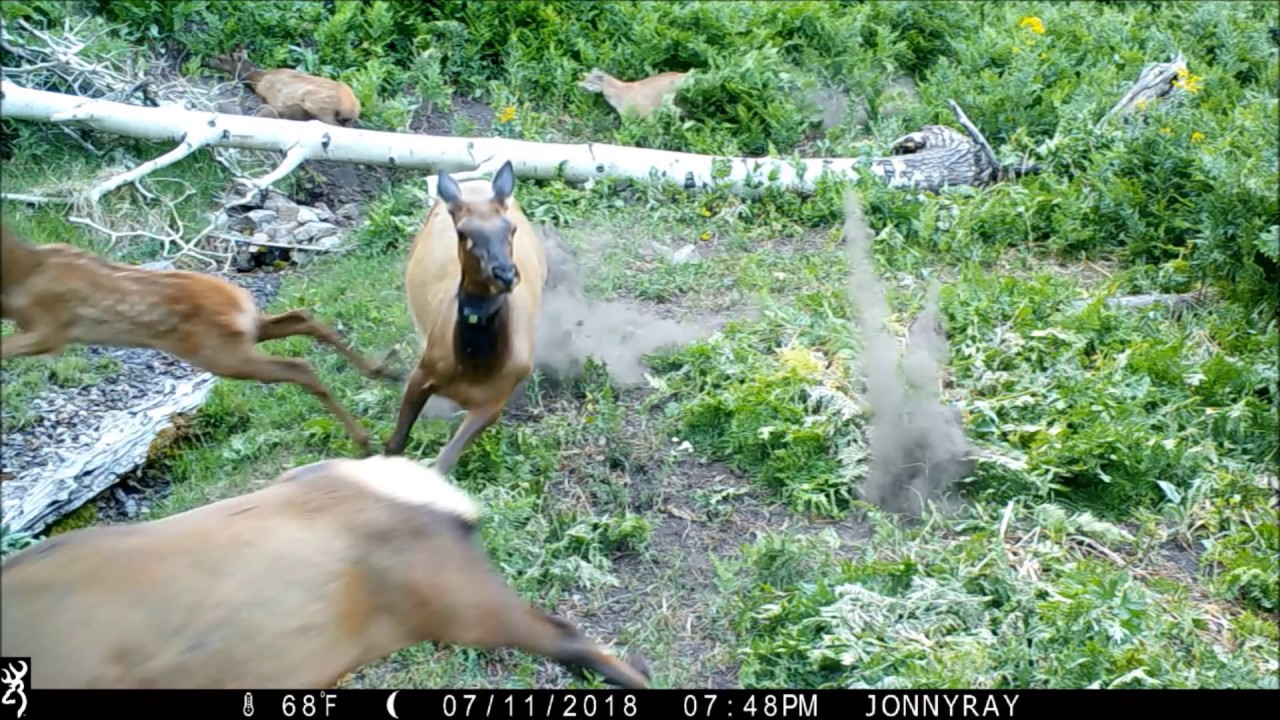 Cougar attacks Elk
