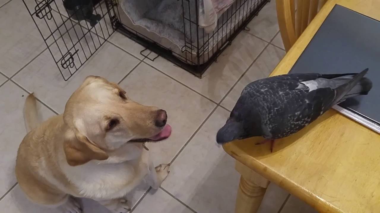 Henry the Pigeon Pet chases Luna the Dog.