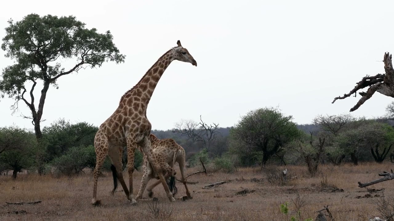 Unusual Giraffe Behavior Dominance Display or Mating Practice?