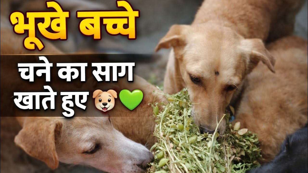 hello frds 🖖🏻 welcome to bacho ki duniya