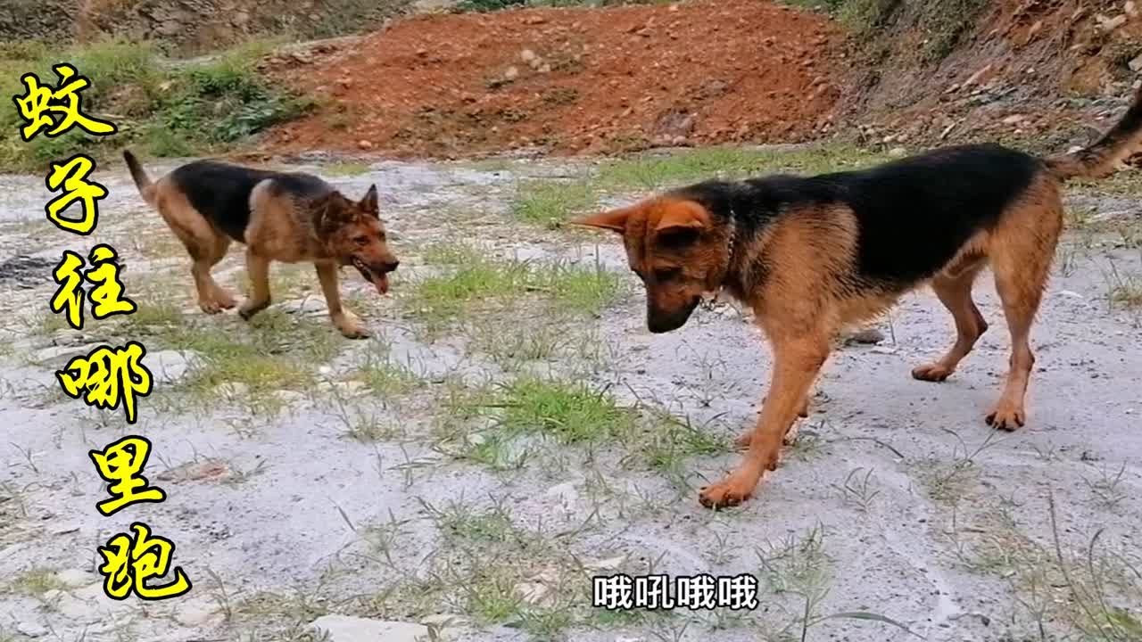 被蚊子吸血不舒服，狗狗摆架势和蚊子做斗争，蹦来转去一个没抓着