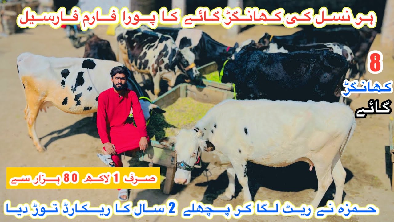 Fatima Dairy Farm | Top Class American Cows | Khangar Doctor Pass Cows | Biggest Sale |14 March 2026