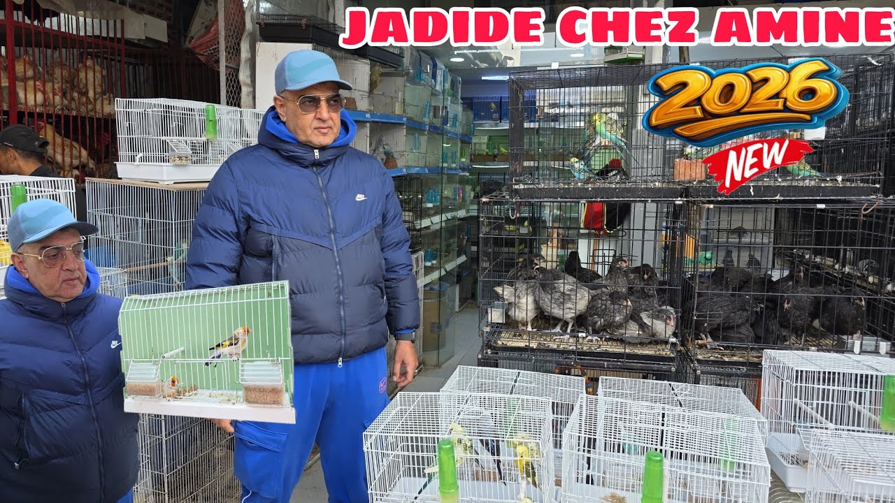 الجديد والجميل عند أمين🔥أجيو نتولعو ولاعة متنوعة عشاق دجاج.الزينة حمام مختلف أنواع الطيور فرجة ممتعة