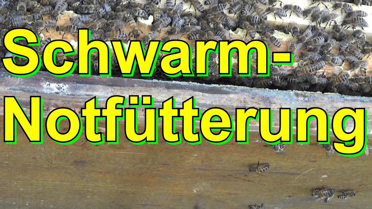 Schwarm Notfütterung