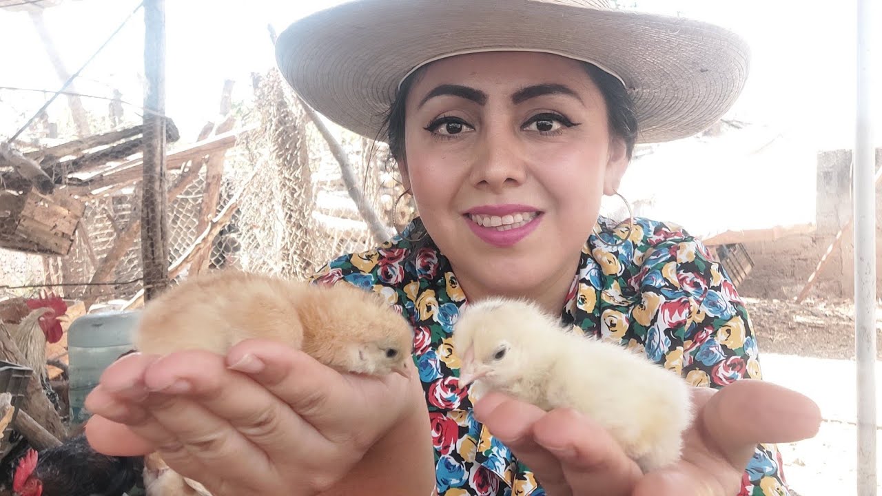 ✅CUIDADOS Básicos para los POLLITOS Recién NACIDOS🐣Parte 1️⃣