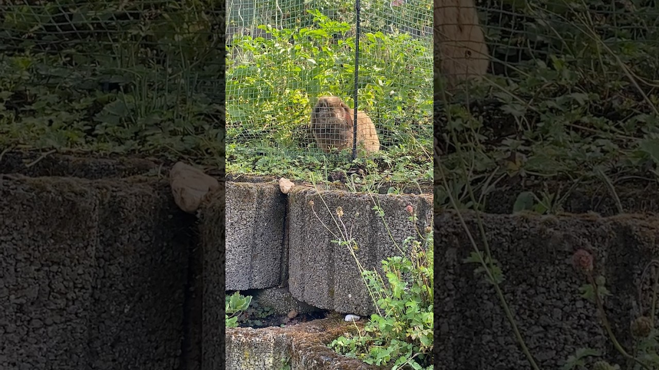 Mönchen hat sich verirrt… 😳 Sie ist jetzt im Nutzgarten- Knast 🥴🐰🍀🥕🥒🫛🍅 …und schmollt 😒