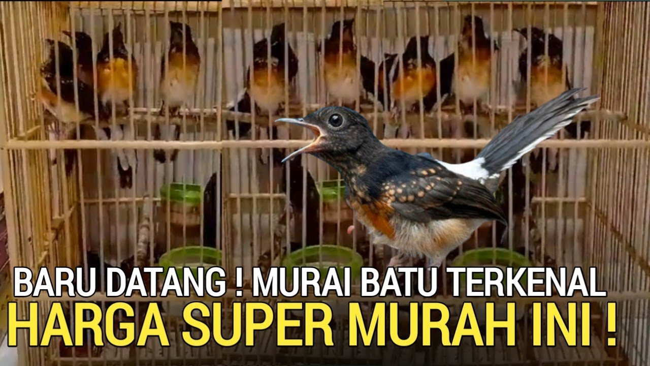 EDAN ! DUNIA MURAI BATU RING TERNAMA INI SAMPAI SEMURAH ITU SEKARANG DI PASARAN JAKARTA TIMUR 