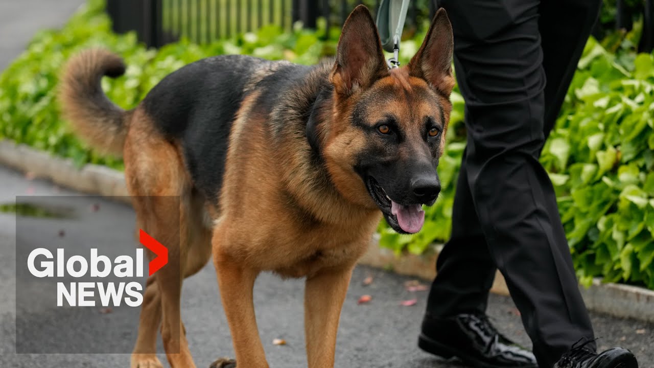 Commander strikes again: Biden's dog involved in 11th biting incident