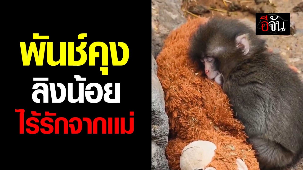 คลิปโซเชียล พันช์คุง ลิงน้อยผู้โดดเดี่ยว กอดตุ๊กตาลิงเเทนเเม่ | อีจัน EJAN