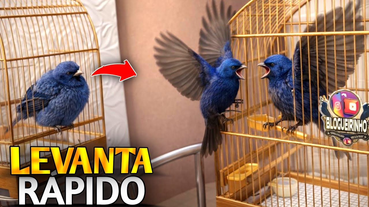 azulão Não segura FOGO  entopetando , oque Fazer pra LEVANTAR ordem e Foguear 