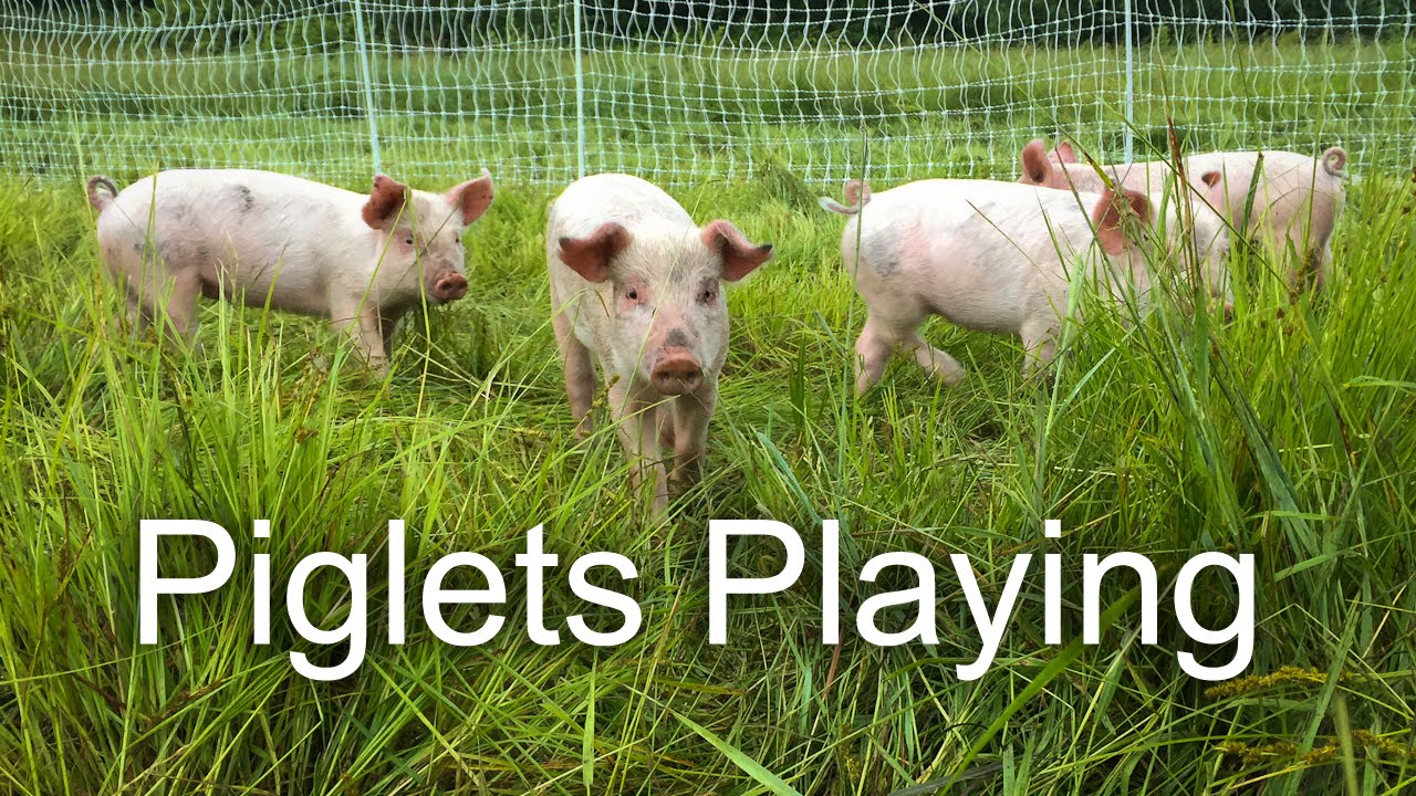 Pastured Piglets Playing