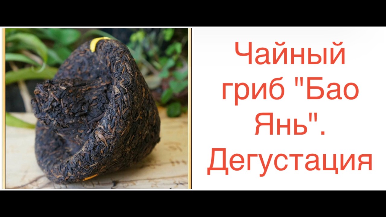 Шу Пуэр Ся Гуань гриб Бао Янь Пай Цзинь Ча. Дегустация