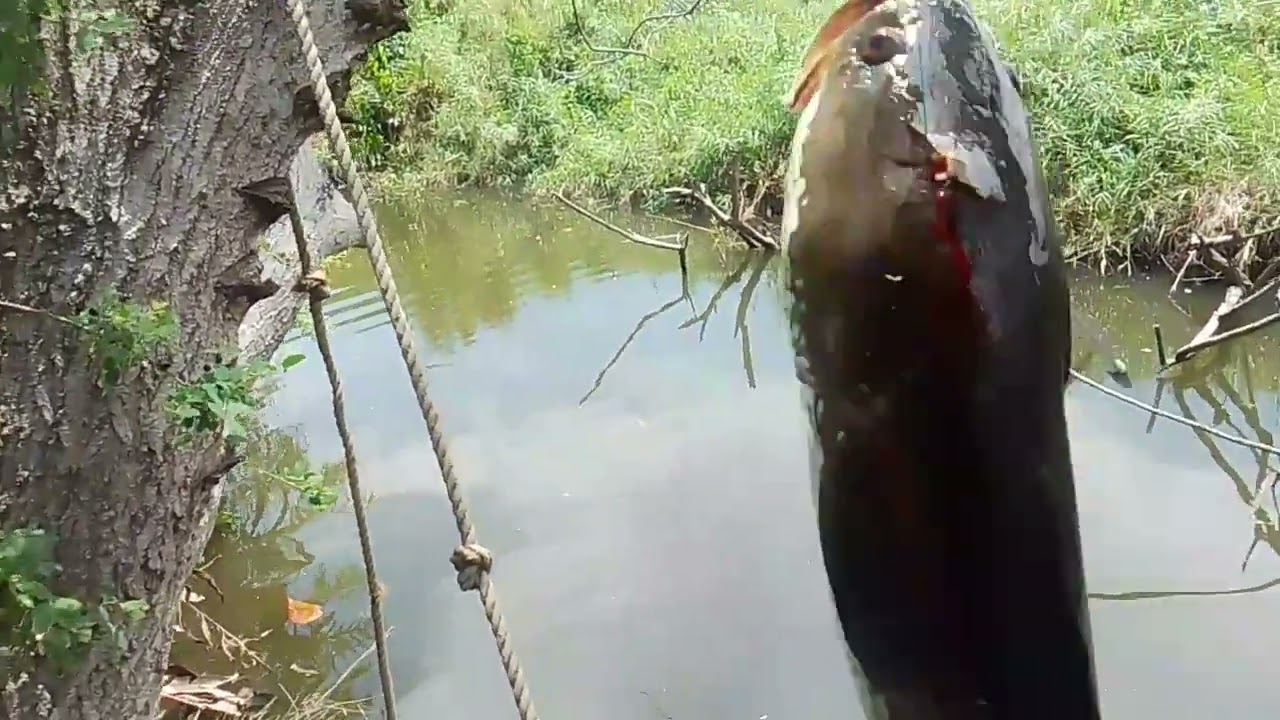 komatos k tuloy bulig ka😅#ALVARAN FISH HUNTER/tiksay fishing!!!