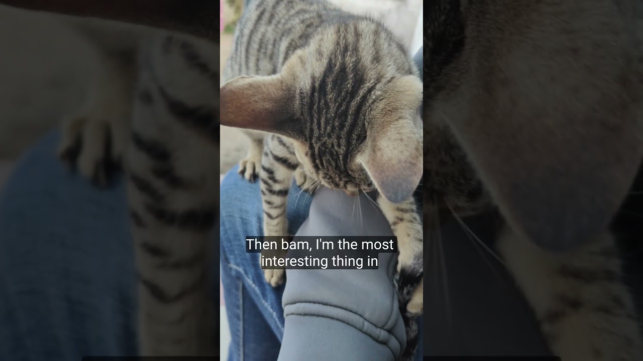 Then bam, I'm the most interesting thing in kitten cat 