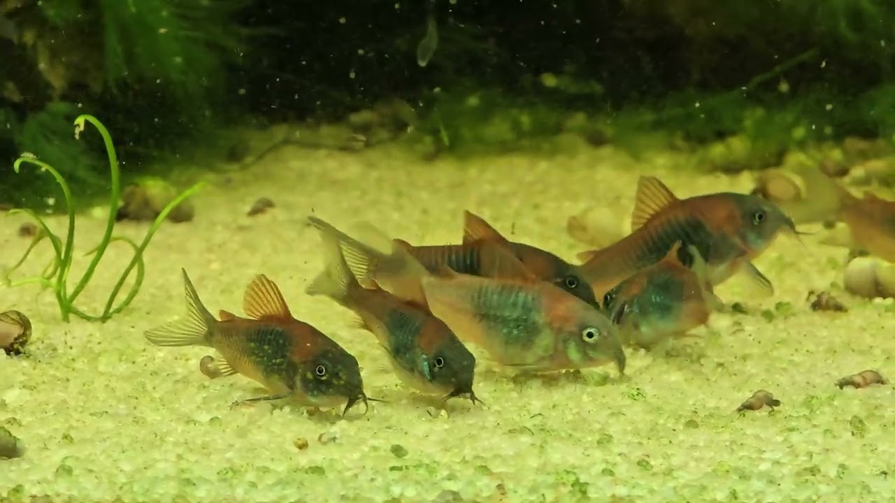 Orange Venezuelan Corydoras!