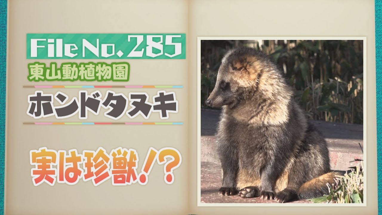 実は珍獣!? 東山動植物園の「ホンドタヌキ」意外と知られていない名前の由来【どうぶつZOO鑑】