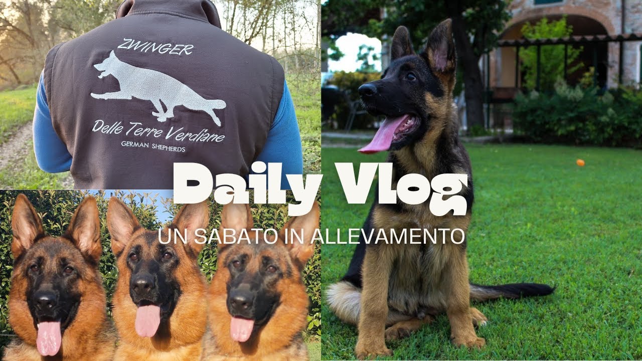 Vlog - Un Sabato in Allevamento 🐶🐾 Pastore Tedesco