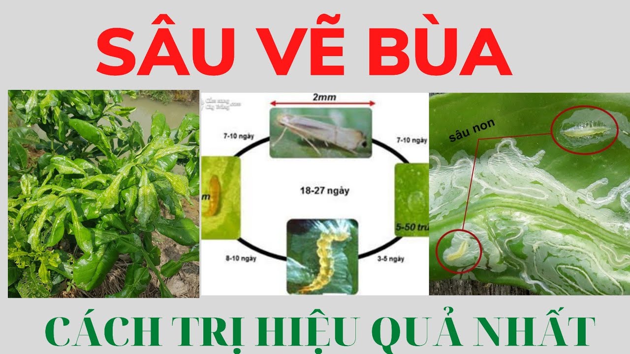 Cách phòng trị Sâu vẽ bùa hại cây có múi an toàn và hiệu quả nhất | NNCT