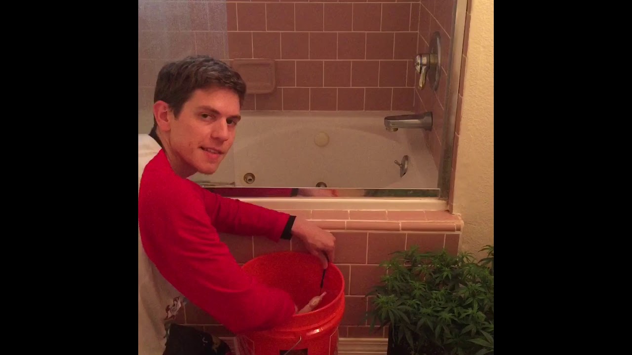 Flushing CANNABIS plants to lower mediums PH (Preventing nutrient lock out)