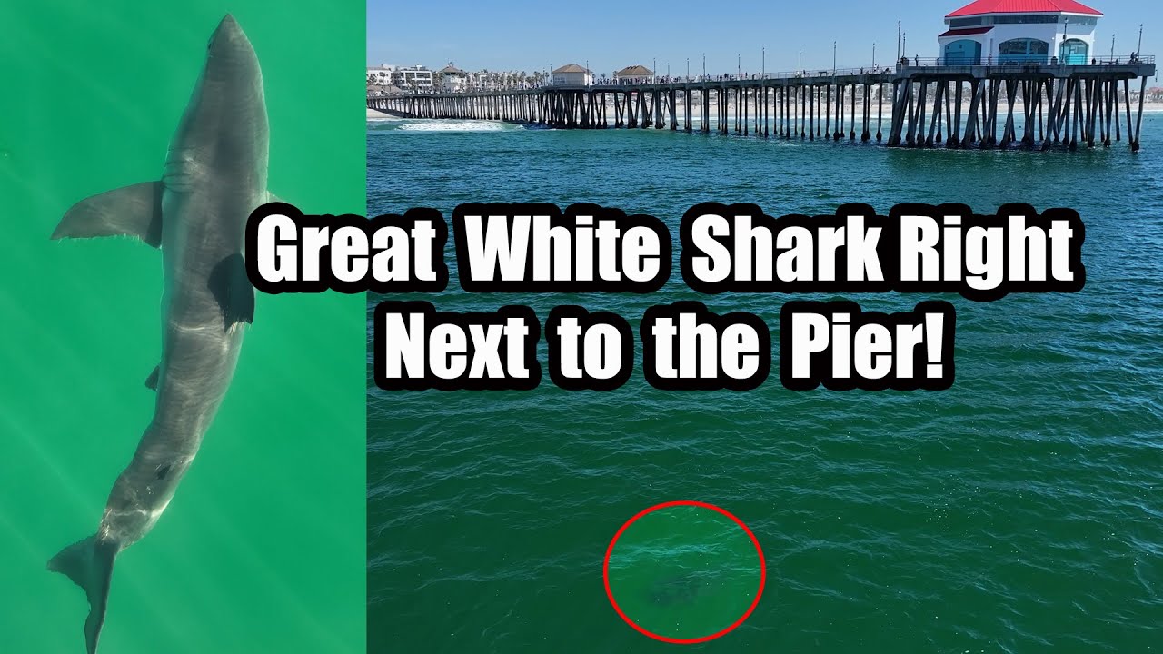 First Great White Shark of 2025 &mdash; Huntington Beach Pier & Searching Malibu