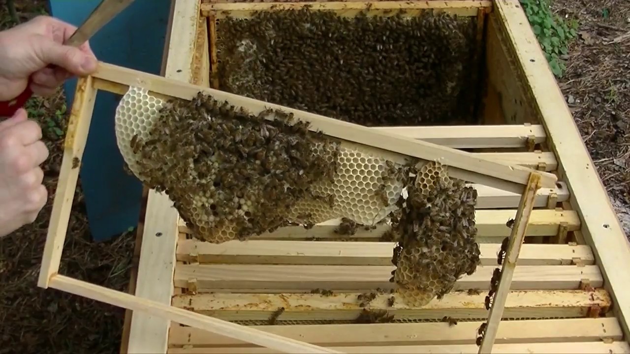 The joy of beekeeping - Natural Instinct Beekeeping presents