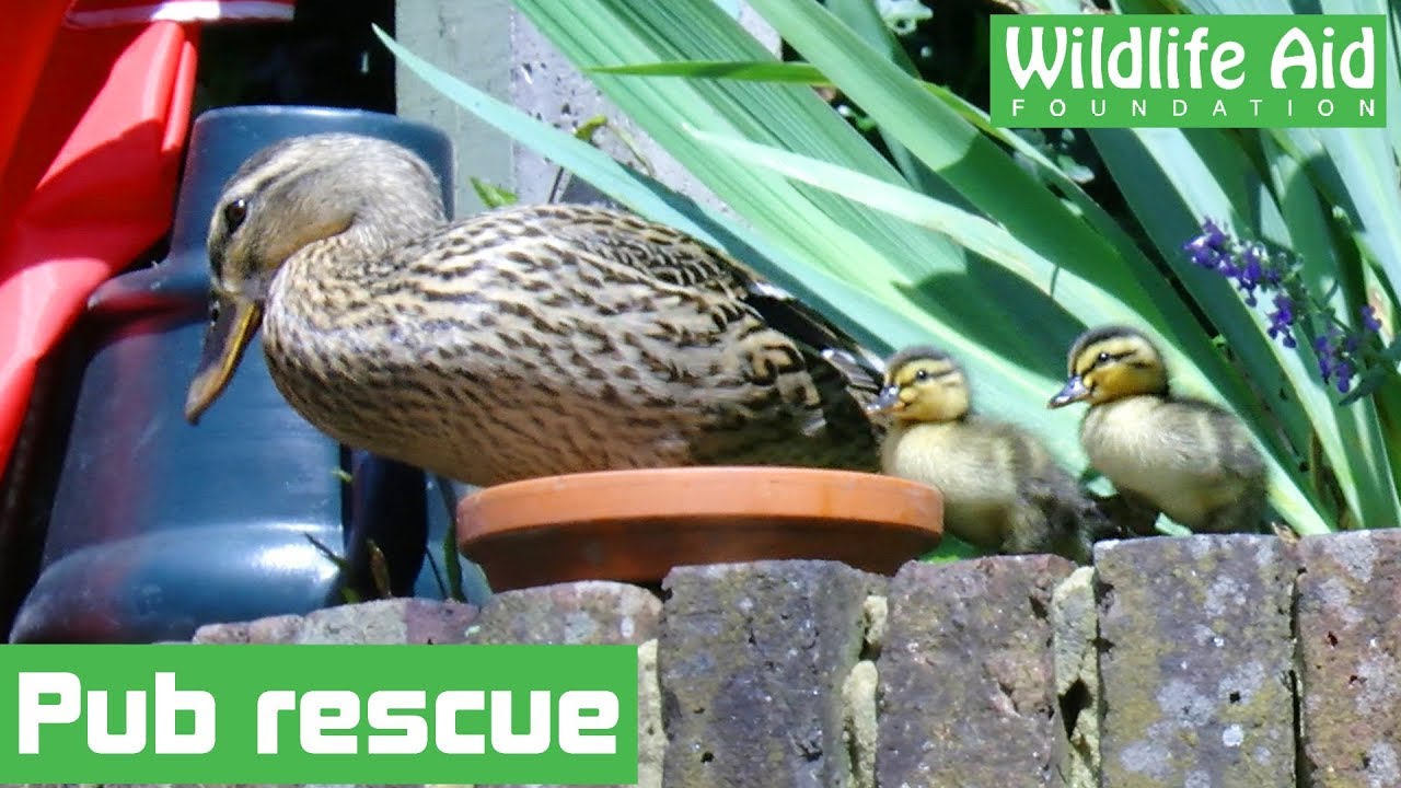 Standoff with duck and ducklings in pub courtyard!