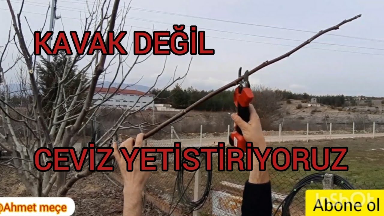 KAVAK DEĞİL DE CEVİZ YETİŞTİRMEK İSTİYORSANIZ BUNU YAPIN