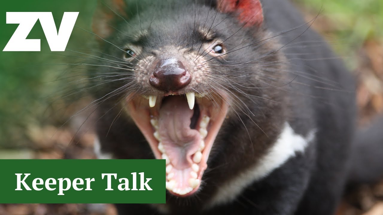 Tasmanian Devil keeper talk