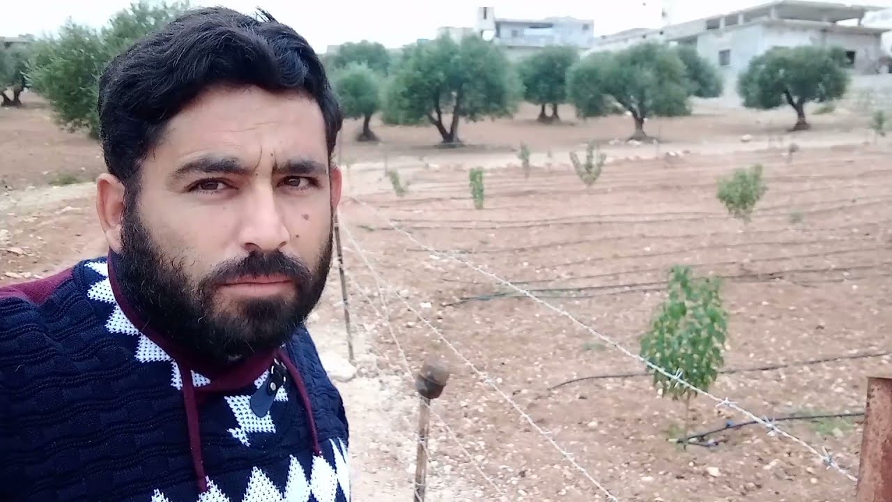 زراعة المحلب من البذور وماهي استخداماته
