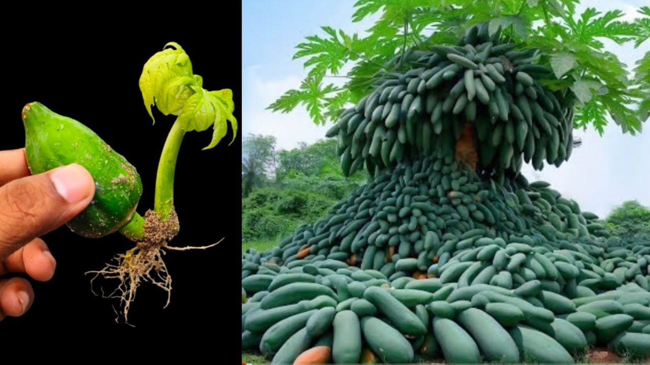 Grafting papaya trees with red onion for fast rooting and fruit