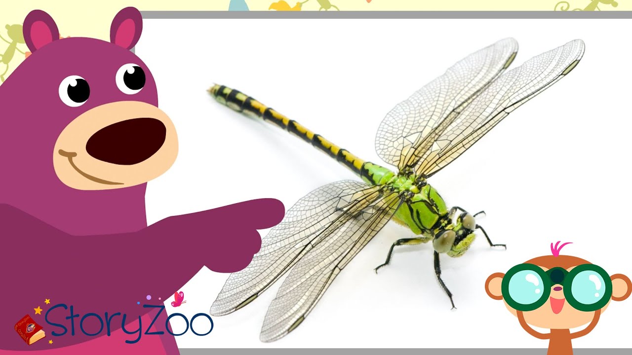 StoryZoo | StoryZoo op school - Leer Over Insecten! | Educatieve videos voor kinderen | #StoryZoo